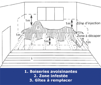 Traitement de la mérule : dessin